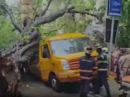 चेंबूरमध्ये शाळेच्या बसवर कोसळले झाड, एका शाळकरी मुलाचा मृत्यू झाल्याची माहिती